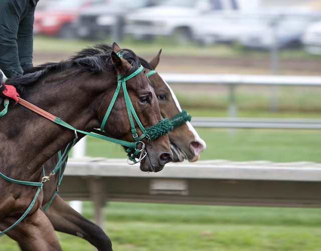 Trænernes kommentarer til årets dansk oaks startliste